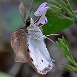 Tagiades flesus